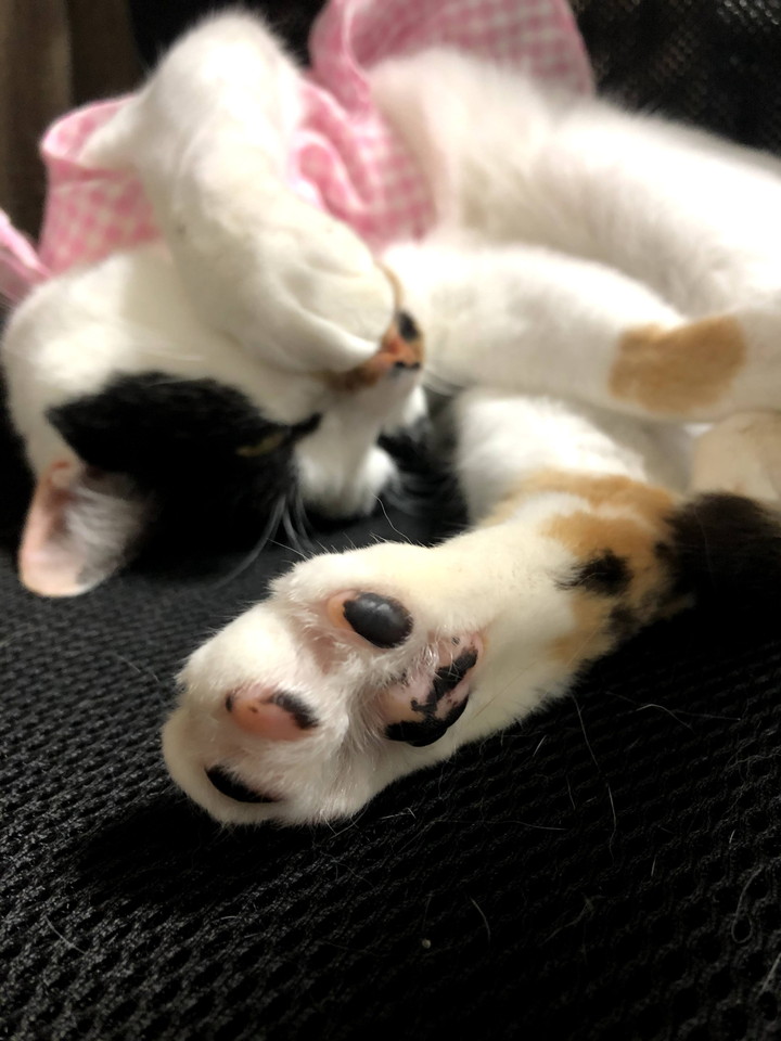 もんてん えびちゃんの部屋 21年6月8日 Cats Dogs 神宮の森クリニック もんてん えびちゃんの部屋 21年6月8日 Cats Dogs 神宮の森クリニック