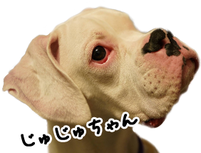 じゅじゅちゃん