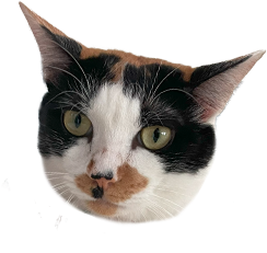 えびちゃんの手