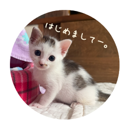 猫ちゃん